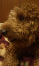 DOG!!