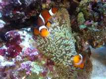 Amour Pico 観察日記 浦安 美容室 院 カット ストレートパーマ